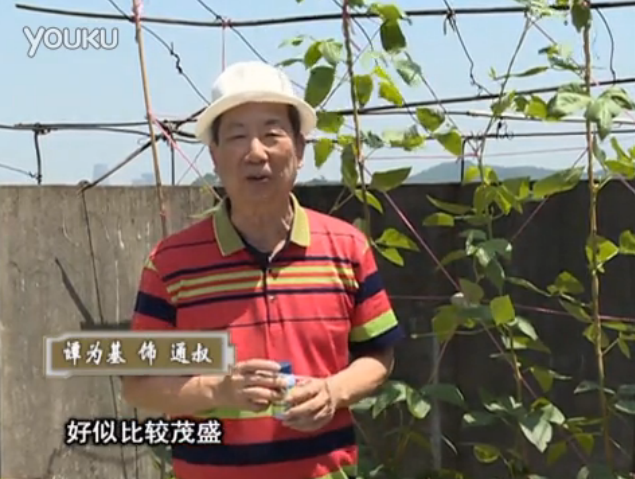 20160530珠江臺搖錢(qián)樹(shù)：天臺種豆角用綠夫人160度補鈣抗病液，長(cháng)勢壯，幫助開(kāi)花坐果