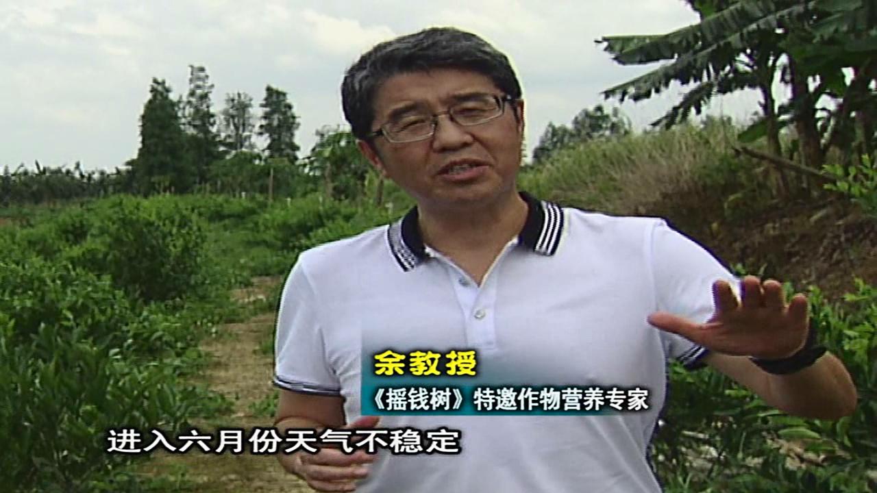 20160613珠江臺搖錢(qián)樹(shù)：柑橘?lài)娢⒀a蓋力、淋根力鈣，補鈣減少裂果、太陽(yáng)果、果更硬