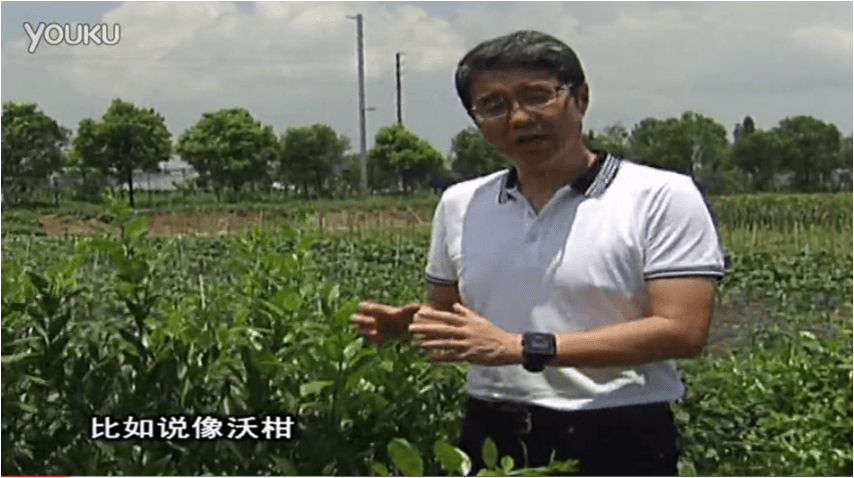 20160627珠江臺搖錢(qián)樹(shù)：柑橘減少黃葉花葉，淋微補根力鈣+沖力鎂、噴微補碧力