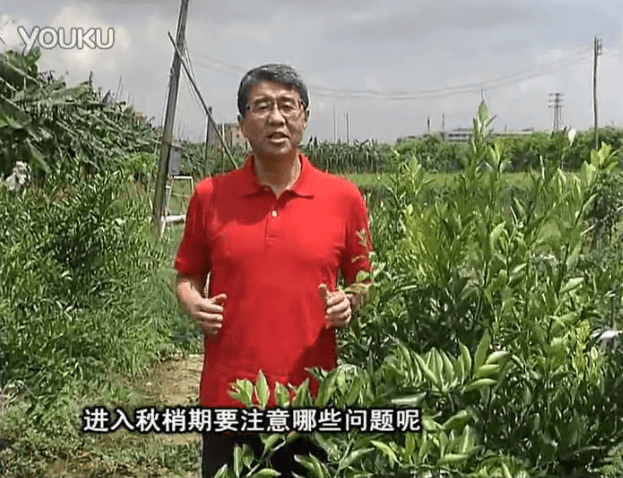 20160711珠江臺搖錢(qián)樹(shù)：預防柑橘秋梢發(fā)黃、不轉綠，用微補秋梢肥方案