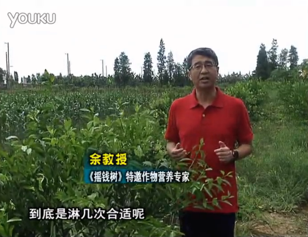 20160718珠江臺搖錢(qián)樹(shù)：柑橘放新梢怎么淋水肥好？2次微補秋梢整齊健壯