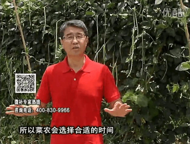 20160718珠江臺搖錢(qián)樹(shù)：瓜果蔬菜用微補水肥方案，結果多、有產(chǎn)量