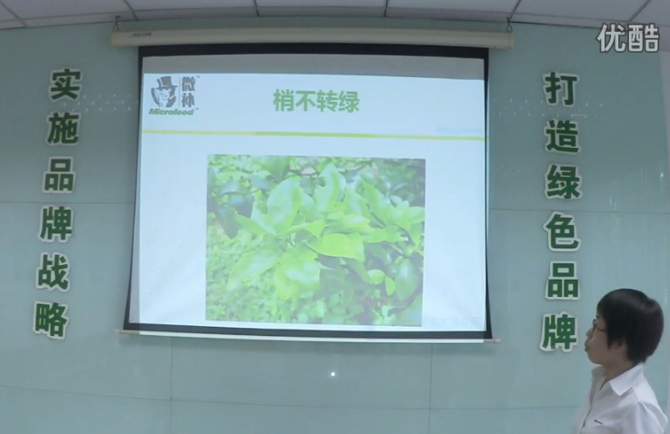 柑橘-預防秋梢黃、梢不出，如何放梢保樹(shù)好？微補講座