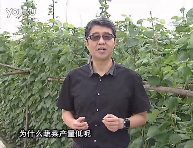 20160502珠江臺搖錢(qián)樹(shù)：雨水天多蔬菜漚根沒(méi)產(chǎn)怎么辦？撒微補倍力，噴花力+果力，提高坐果產(chǎn)量