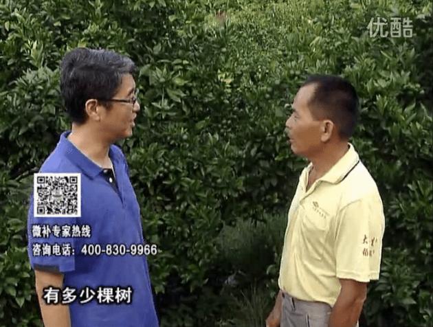 20160801珠江臺搖錢(qián)樹(shù)：柑橘連續7年用微補方案，保樹(shù)青綠每年增產(chǎn)30%