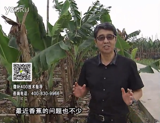 20160502珠江臺搖錢(qián)樹(shù)：香蕉撒微補倍力、噴果力+碧力，促根保葉、長(cháng)勢快