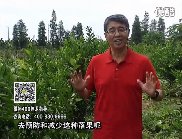 20160808珠江臺搖錢(qián)樹(shù)：柑橘?lài)娢⒀a碧力+壯力或蓋力，預防減少缺鎂落果，果硬膨大好