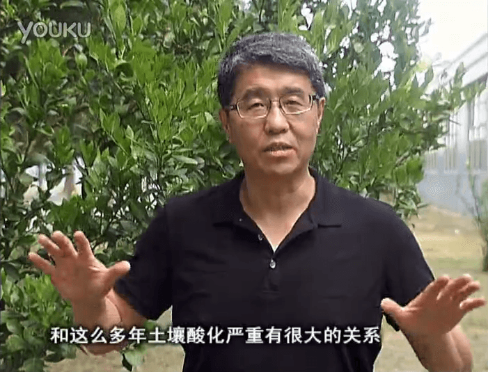 20160905珠江臺搖錢(qián)樹(shù)：柑橘秋風(fēng)一吹就黃，調酸淋沖微補調力是關(guān)鍵，同時(shí)保樹(shù)膨果