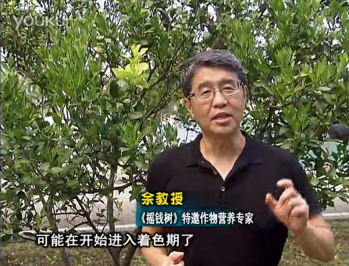 20160912珠江臺搖錢(qián)樹(shù)：柑橘用微補方案，果實(shí)著(zhù)色好，提前促花、預防落果