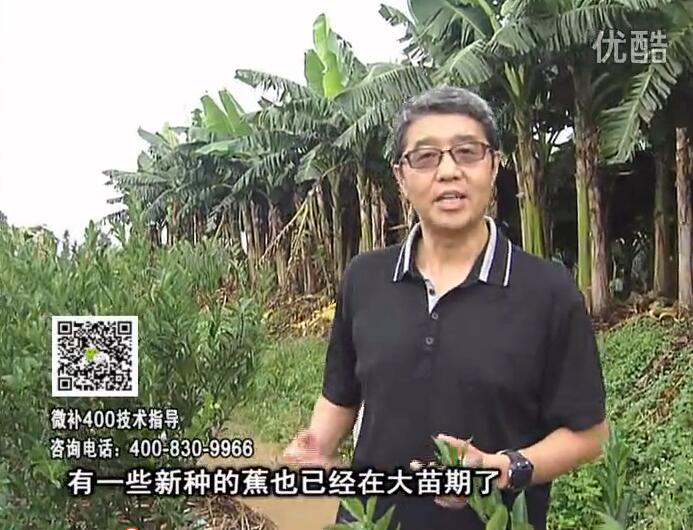 20160919珠江臺搖錢(qián)樹(shù)：香蕉淋微補根力鈣+沖力或撒倍力，噴果力+碧力，保葉膨蕉壯長(cháng)