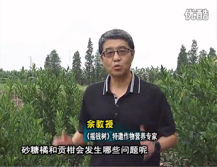 20160919珠江臺搖錢(qián)樹(shù)：柑橘用微補方案，減少秋梢落果裂果，保樹(shù)膨果好