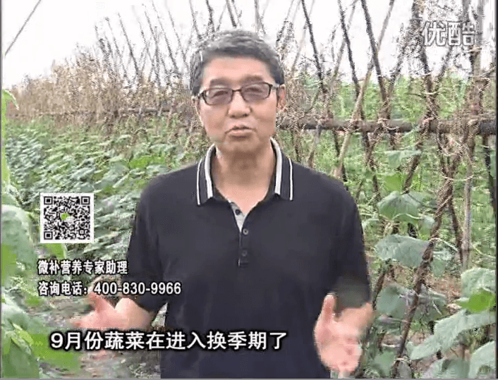 20160926珠江臺搖錢(qián)樹(shù)：換季蔬菜淋根力鈣精力促根壯長(cháng)，淋微補調力調酸減少病害