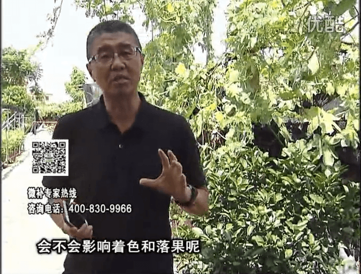20161010珠江臺搖錢(qián)樹(shù)：柑橘葉噴微補花力+碧力，提前促花、減少梢葉黃