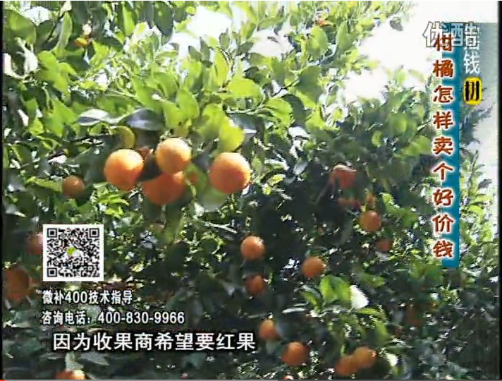 20161107珠江臺搖錢(qián)樹(shù)：柑橘?lài)娛┪⒀a紅果力、蓋力，增甜增重賣(mài)價(jià)高