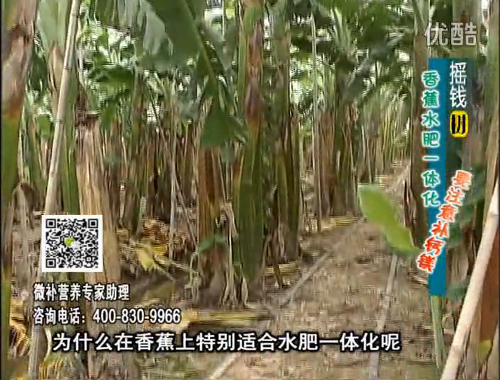 20161107珠江臺搖錢(qián)樹(shù)：香蕉水肥一體化，用微補方案科學(xué)施肥