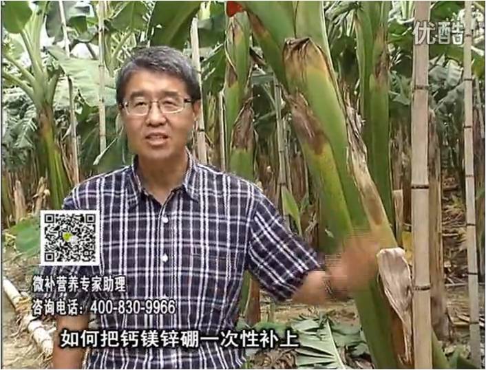 20161121珠江臺搖錢(qián)樹(shù)：香蕉撒施微補倍力，促根壯長(cháng)、預防黃葉、提高產(chǎn)量