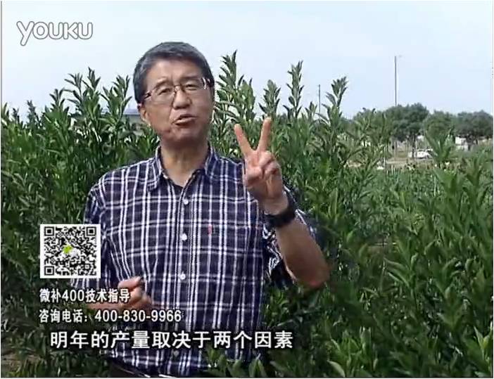 20161205珠江臺搖錢(qián)樹(shù)：柑橘?lài)娛┪⒀a花力+碧力、下因迪樂(lè )有機肥，促花恢復長(cháng)勢好