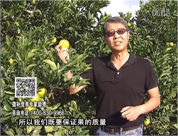 20161212珠江臺搖錢(qián)樹(shù)：紅江橙淋微補根力鈣+沖力，噴紅果力，樹(shù)勢壯，果品質(zhì)好