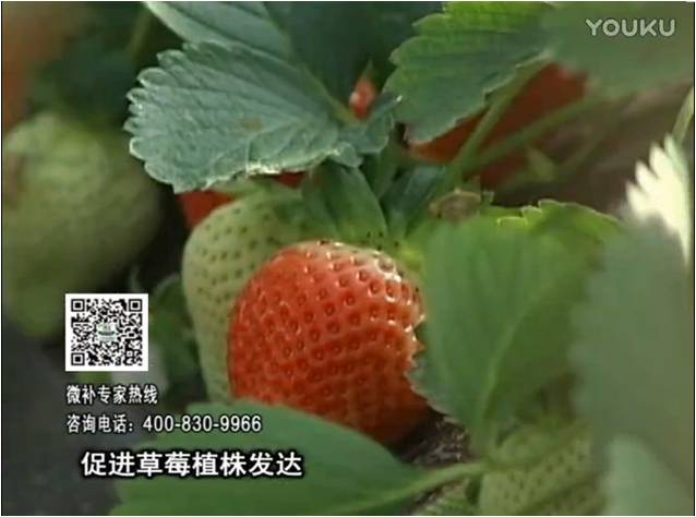 20161219珠江臺搖錢(qián)樹(shù)：草莓如何壯長(cháng)、果大品質(zhì)高？