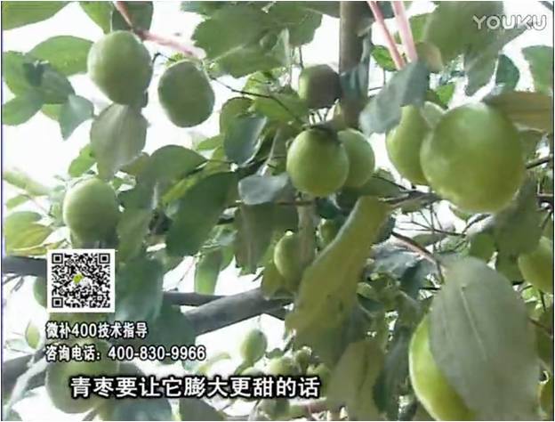20161226珠江臺搖錢(qián)樹(shù)：青棗用微補方案，健壯長(cháng)勢，提高來(lái)花坐果