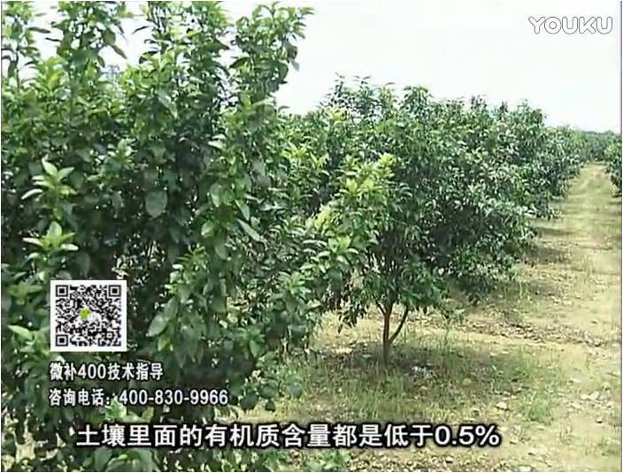 20161226珠江臺搖錢(qián)樹(shù)：柑橘?lài)娢⒀a蓋力防霜凍果、采后促花恢復樹(shù)勢撒微補倍力+有機肥