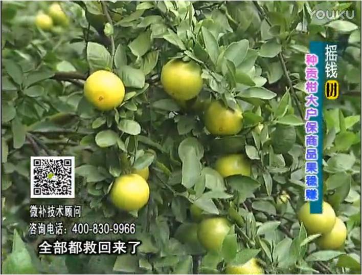 20170102珠江臺搖錢(qián)樹(shù)：柑橘?lài)娢⒀a蓋力防凍抗凍，采后冬肥下微補倍力+有機肥