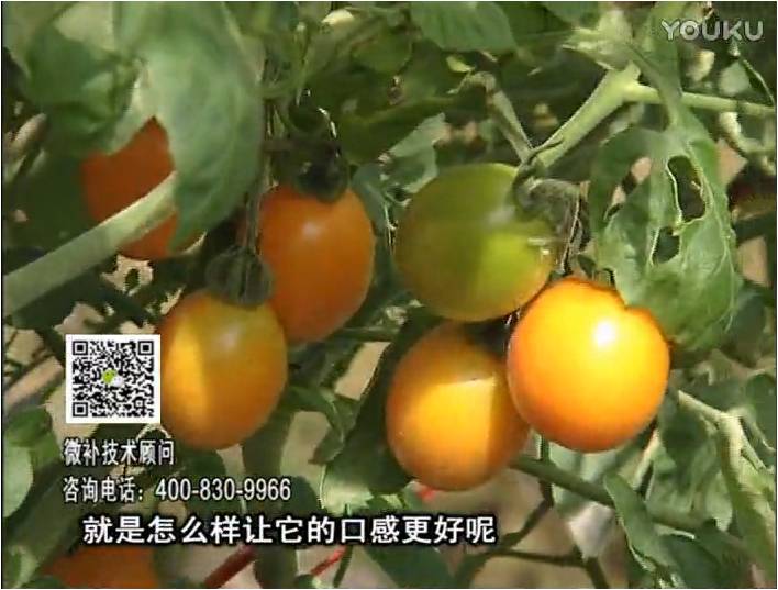20170102珠江臺搖錢(qián)樹(shù)：番茄臍腐病、裂果、抗凍如何做？澆施微補根力鈣+精力，葉噴微補葉面肥