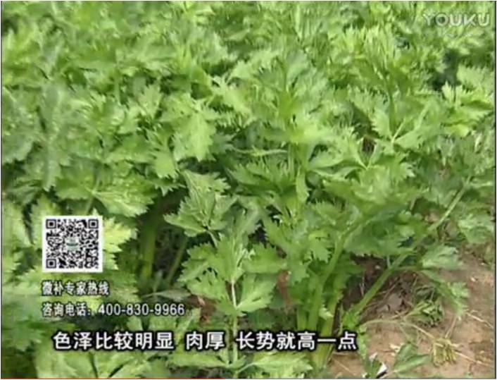 20170109珠江臺搖錢(qián)樹(shù)：葉菜如何種？長(cháng)勢好又高產(chǎn)！
