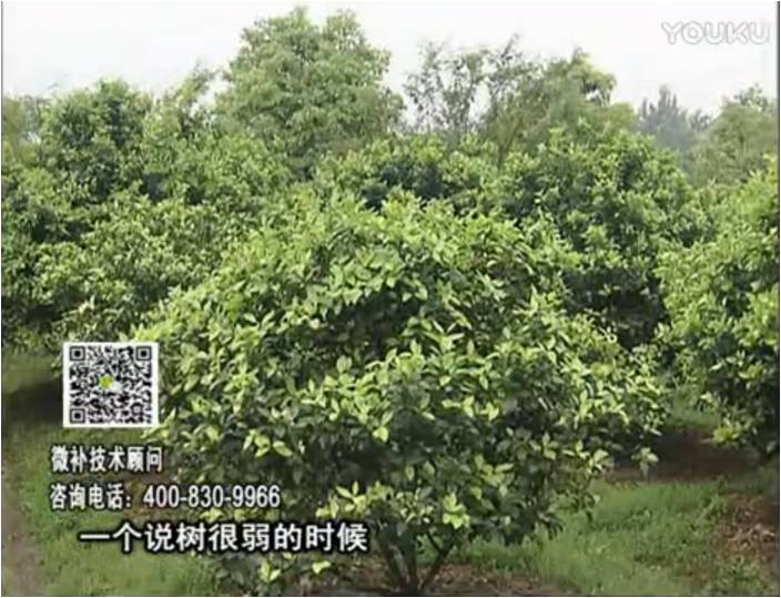20170206珠江臺搖錢(qián)樹(shù)：柑橘用微補方案，壯樹(shù)促花壯花好