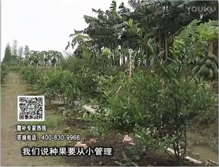 20170213珠江臺搖錢(qián)樹(shù)：柑橘小樹(shù)用微補方案，促根保樹(shù)好