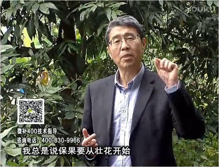 珠江臺搖錢(qián)樹(shù)：荔枝來(lái)花少更要做好壯花，提高坐果，葉噴微補花力+硼力，補鋅