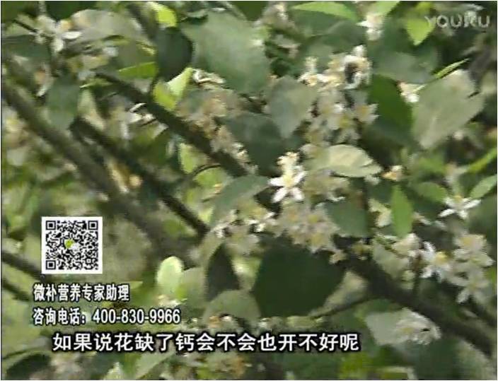珠江臺搖錢(qián)樹(shù)：柑橘淋微補根力鈣+精力，促根壯春梢，花壯利坐果
