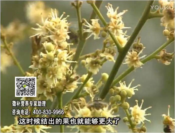 珠江臺搖錢(qián)樹(shù)：龍眼淋沖微補根力鈣+沖力鎂，促根保樹(shù)