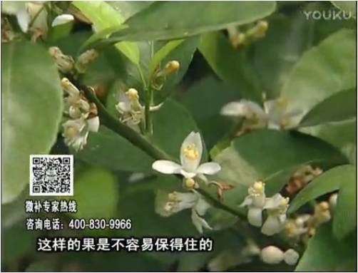 20170313珠江臺搖錢(qián)樹(shù)：柑橘淋沖微補根力鈣+精力，噴微補花力+硼力，來(lái)花健壯，預防減少弱花畸形花