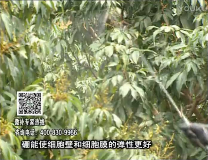 20170313珠江臺搖錢(qián)樹(shù)：荔枝噴微補果力+硼力，保果好