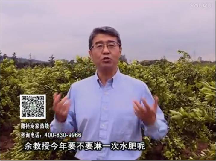 20170424珠江臺搖錢(qián)樹(shù)：柑橘樹(shù)弱保果難度大，淋沖微補根力鈣+精力+精華粉，保樹(shù)保果好