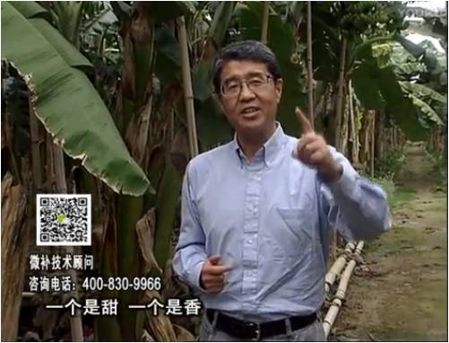 20170327珠江臺搖錢(qián)樹(shù)：香蕉噴施微補果力+碧力+壯力、撒微補倍力，提高品質(zhì)、同時(shí)減肥提產(chǎn)