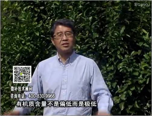 20170327珠江臺搖錢(qián)樹(shù)：撒施因迪樂(lè )有機肥、用因迪樂(lè )有機精華粉，調酸增加果地有機質(zhì)