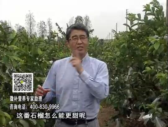 20170327珠江臺搖錢(qián)樹(shù)：番石榴噴施微補果力+壯力，補充磷鉀鈣鎂等，促進(jìn)果甜品質(zhì)高