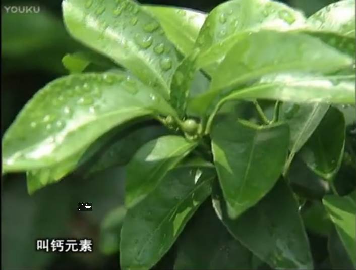 20170508珠江臺搖錢(qián)樹(shù)：柑橘澆施微補根力鈣，補鈣，促根健壯長(cháng)勢