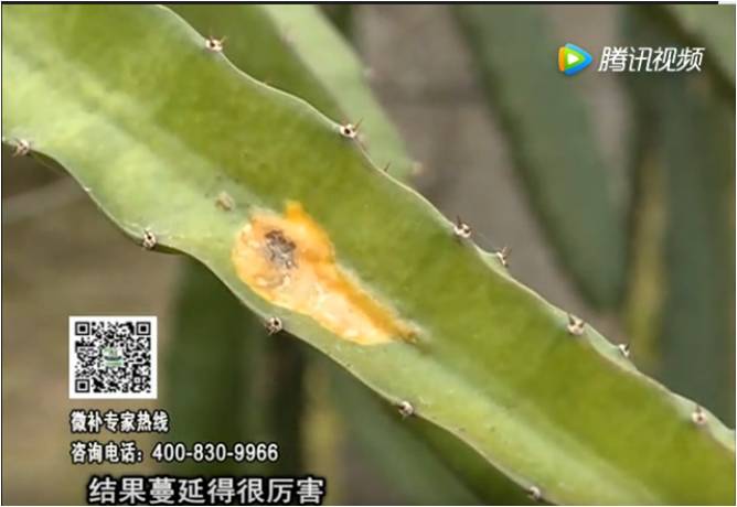 20170522珠江臺搖錢(qián)樹(shù)：火龍果爛葉病多怎么辦？