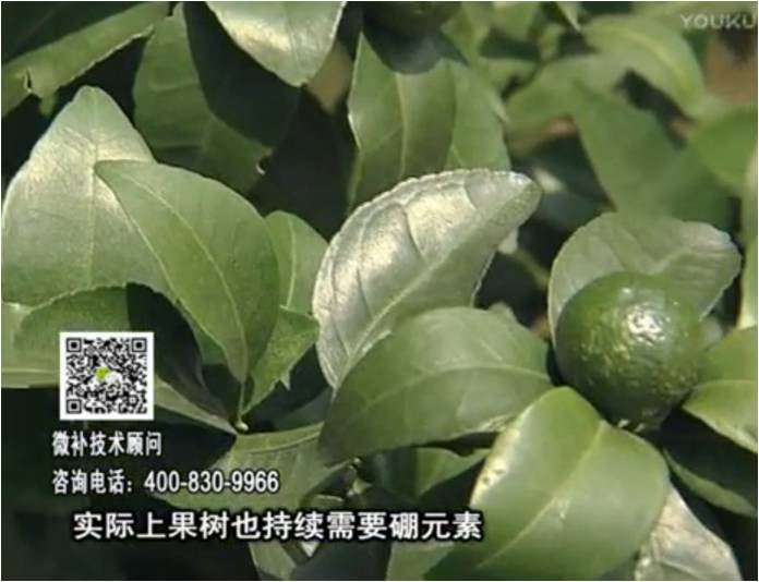 20170529珠江臺搖錢(qián)樹(shù)：貢柑蜜柚噴施微補蓋力+硼力，預防減少缺硼鈣裂果