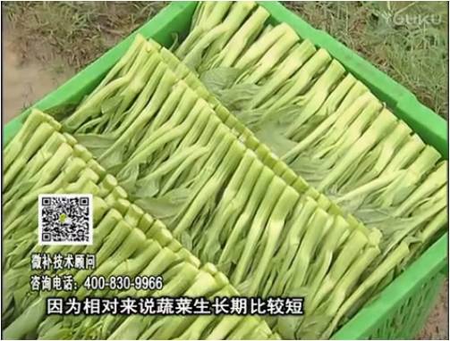 20170306珠江臺搖錢(qián)樹(shù)：蔬菜澆施微補根力鈣+精力，提高蔬菜長(cháng)勢，減少病害，提高收益