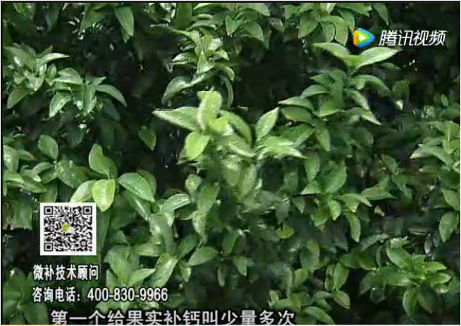 20170605珠江臺搖錢(qián)樹(shù)：柑橘果實(shí)補鈣如何做？