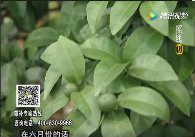 珠江臺搖錢(qián)樹(shù)：柑橘樹(shù)如何調酸保葉？