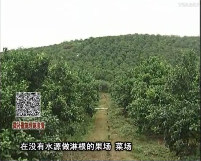 20170703珠江臺搖錢(qián)樹(shù)：雨水多樹(shù)勢弱，撒施因迪樂(lè )調酸促根壯長(cháng)勢