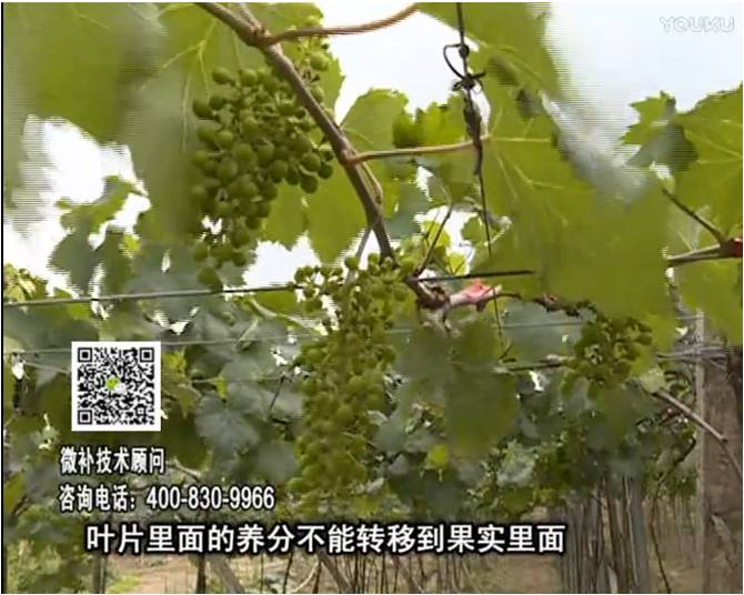 20170717珠江臺搖錢(qián)樹(shù)：果實(shí)補鈣充足，噴施螯合鈣+精華液+保葉素，品質(zhì)高、耐存儲