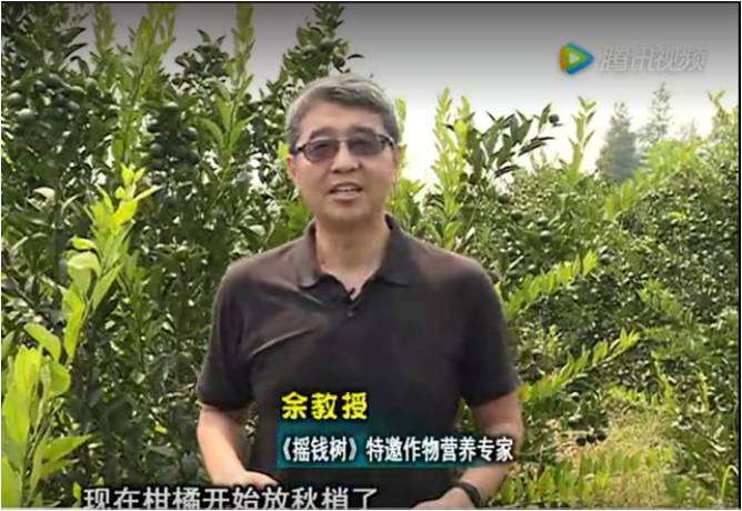 20170821珠江臺搖錢(qián)樹(shù)：柑橘如何放秋梢？