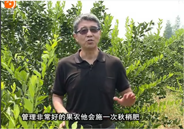 20170904珠江臺搖錢(qián)樹(shù)：柑橘用因迪樂(lè )，樹(shù)勢健壯、果品質(zhì)高