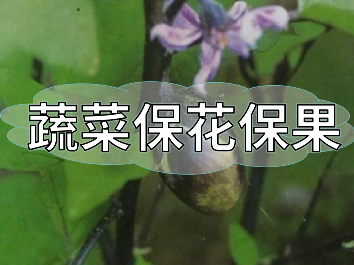 蔬菜高溫花少坐果少，一套方案促花保果